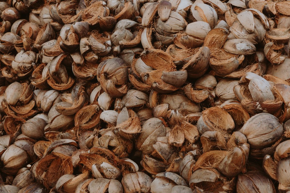 Collected coconut shells