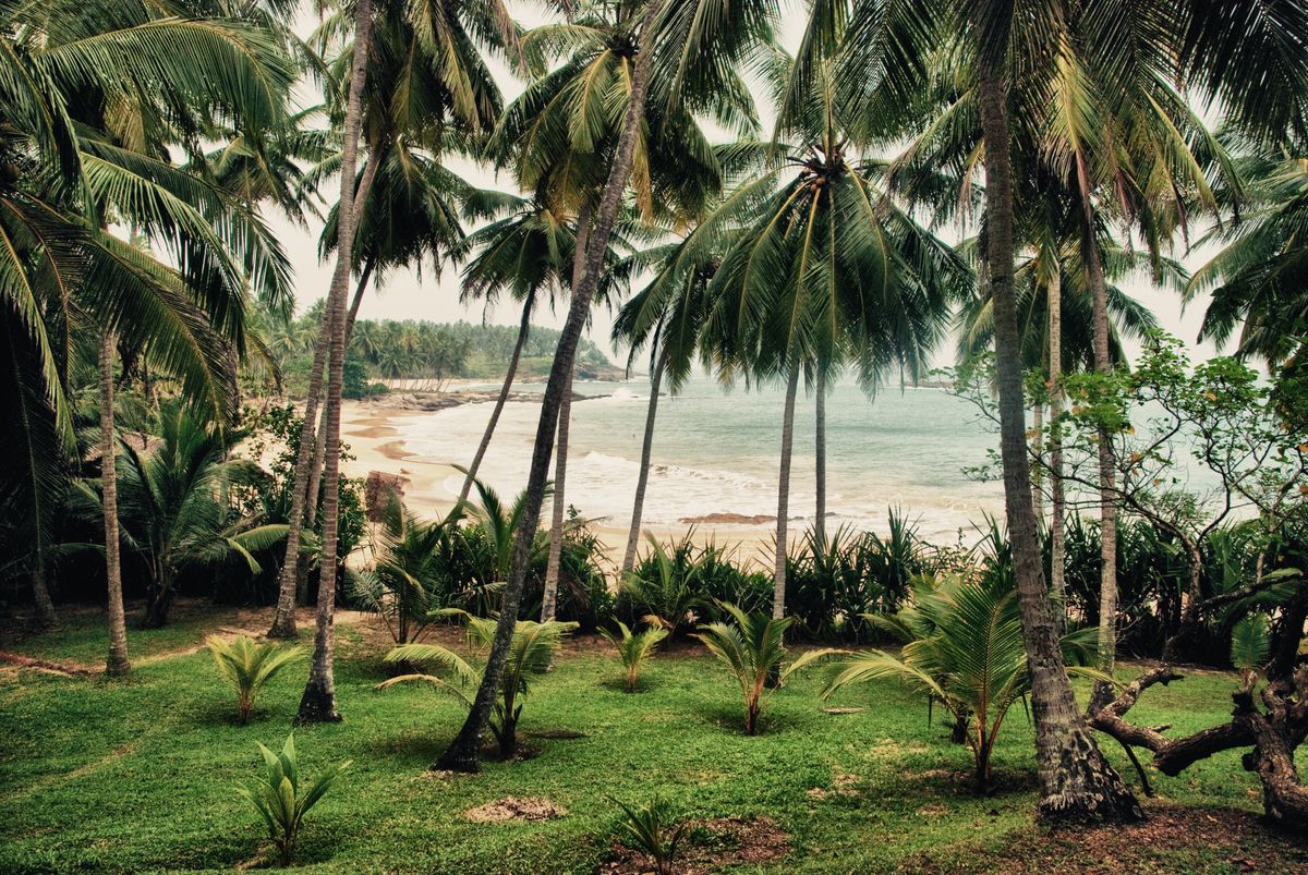A palm grove, where natural materials begin